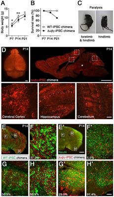 Clustered Protocadherins Are Required for Building Functional Neural Circuits